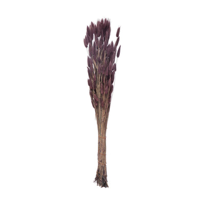 Dried Natural Bunny Tail Bunch, Lavender Color - Creative Co-Op