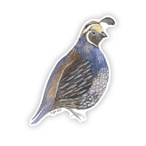 Yardia - California Quail - Watercolor Bird Sticker