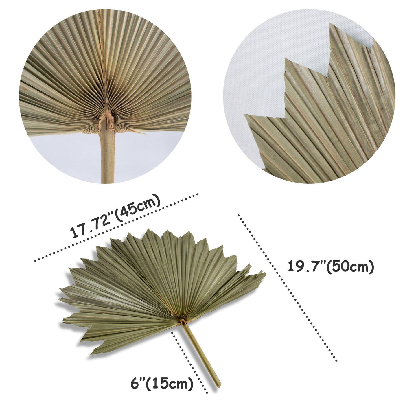 MadeTerra - Dried Natural Palm Leaves