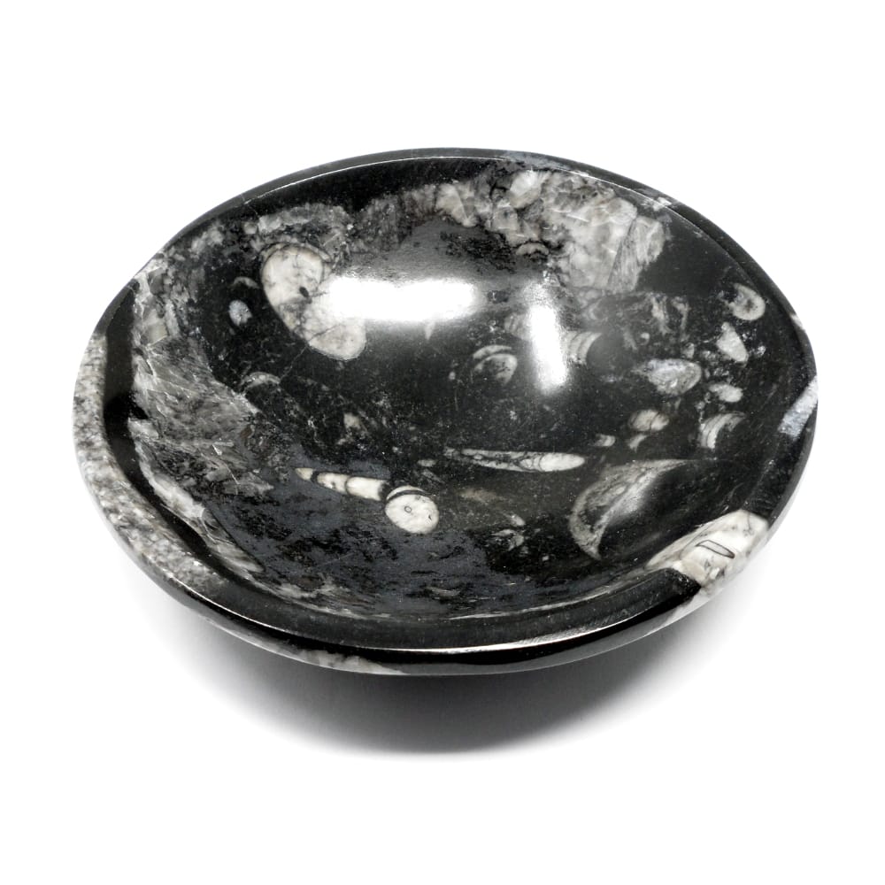 Orthoceras Polished Bowl