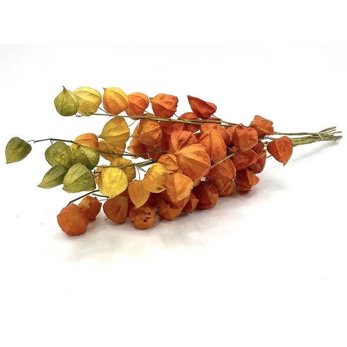 Dutch Flower Studio - Droogbloemen - Physalis - 70 cm - Oranje